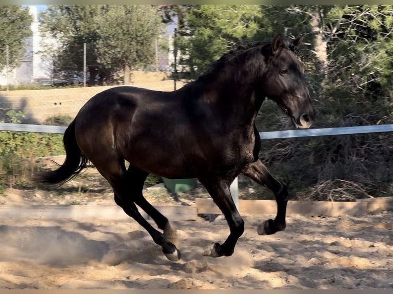 PRE Hengst 3 Jaar 165 cm Zwart in Pedralba