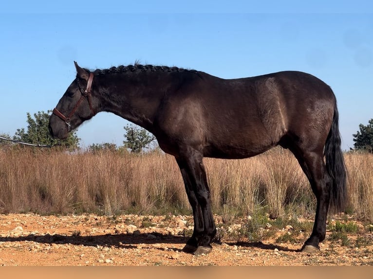 PRE Hengst 3 Jaar 165 cm Zwart in Pedralba