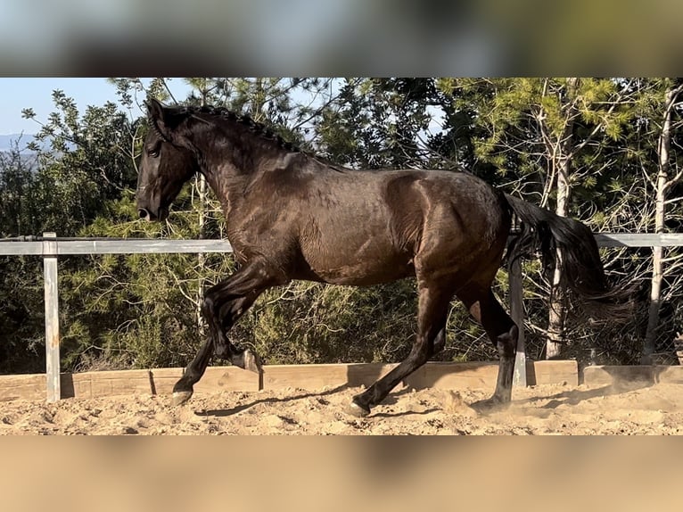 PRE Hengst 3 Jaar 165 cm Zwart in Pedralba