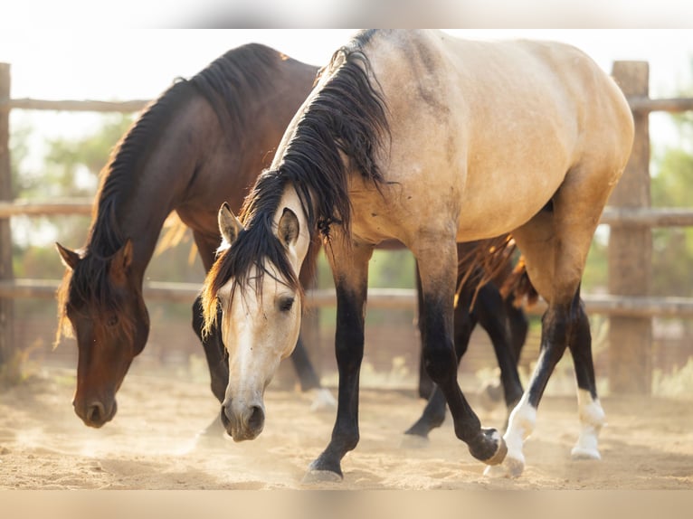 PRE Hengst 3 Jaar 166 cm Buckskin in El Catllar