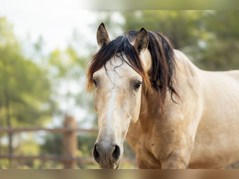 PRE Hengst 3 Jaar 166 cm Buckskin in El Catllar