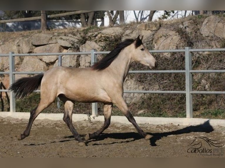 PRE Hengst 3 Jaar 166 cm Buckskin in Barcelona