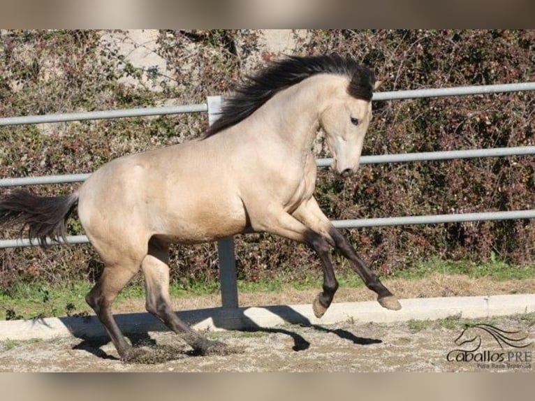 PRE Hengst 3 Jaar 166 cm Buckskin in Barcelona