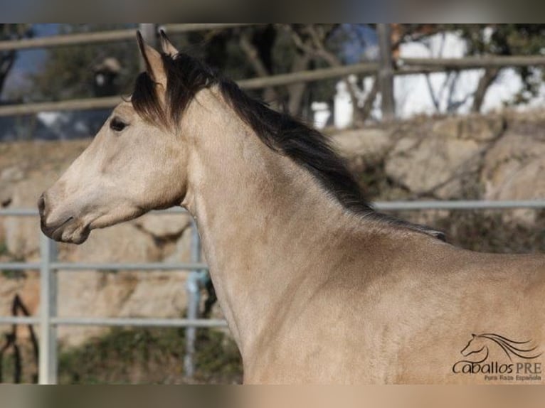 PRE Hengst 3 Jaar 166 cm Buckskin in Barcelona