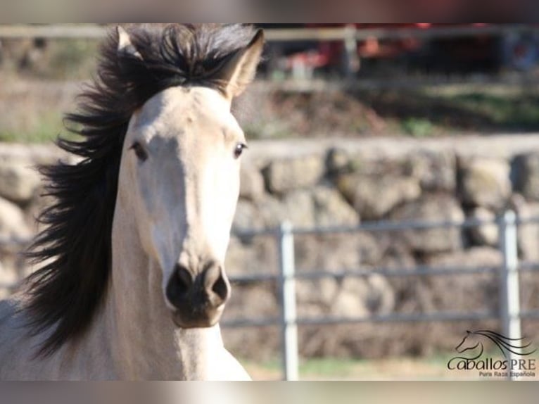 PRE Hengst 3 Jaar 166 cm Buckskin in Barcelona