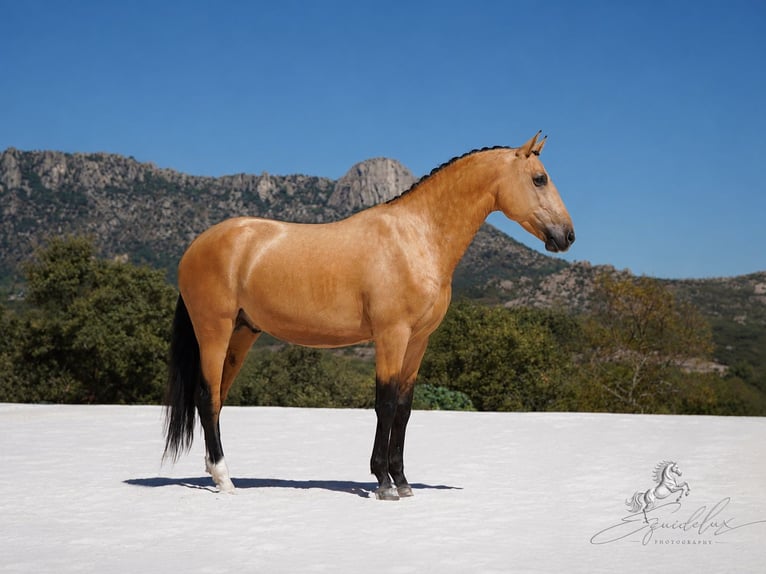 PRE Mix Hengst 3 Jaar 166 cm  in MADRID