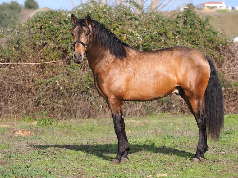 PRE Mix Hengst 3 Jaar 166 cm Falbe in Navas Del Madroño