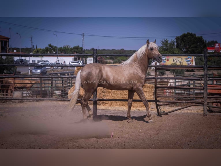 PRE Hengst 3 Jaar 166 cm Palomino in Rafelguaraf