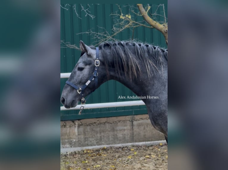 PRE Mix Hengst 3 Jaar 166 cm Schimmel in Sevilla