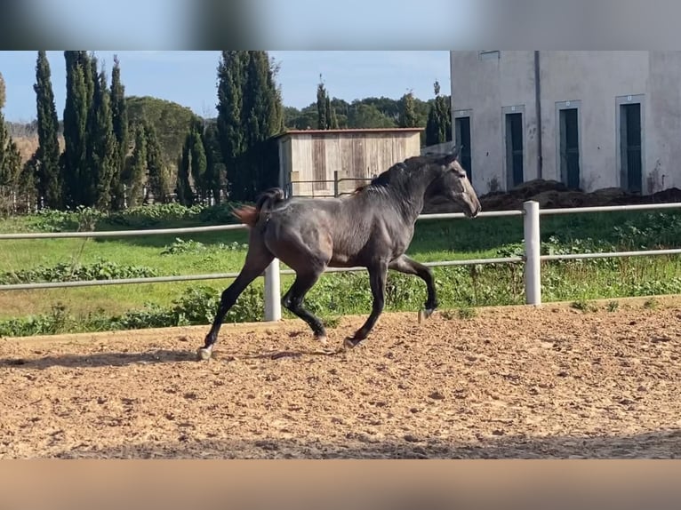 PRE Hengst 3 Jaar 166 cm Schimmel in Palma de Mallorca