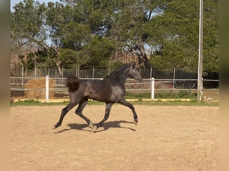 PRE Hengst 3 Jaar 166 cm Schimmel in Palma de Mallorca