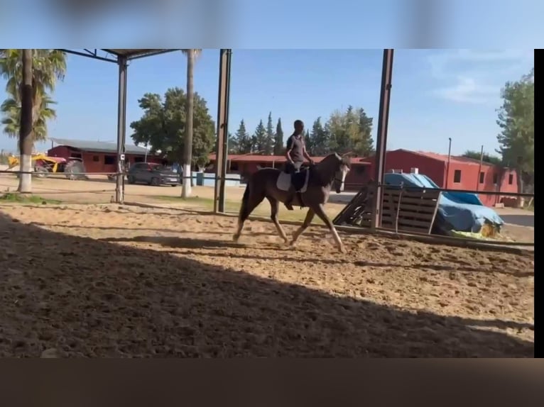 PRE Mix Hengst 3 Jaar 166 cm Schimmel in Galaroza