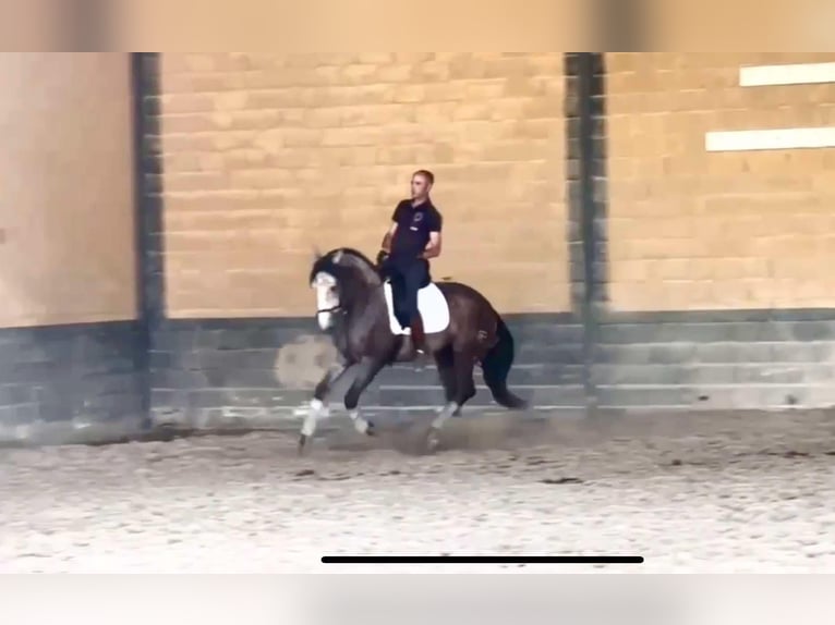 PRE Mix Hengst 3 Jaar 166 cm Schimmel in Galaroza