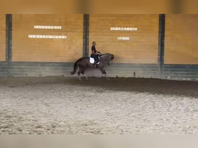 PRE Mix Hengst 3 Jaar 166 cm Schimmel in Galaroza