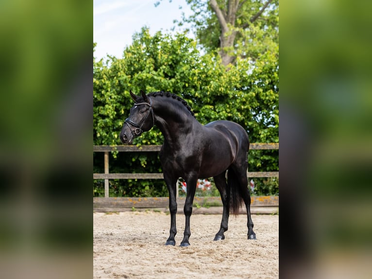 PRE Hengst 3 Jaar 166 cm Zwart in Sm
