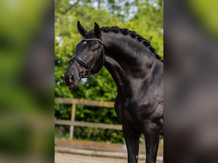 PRE Hengst 3 Jaar 166 cm Zwart in Sm