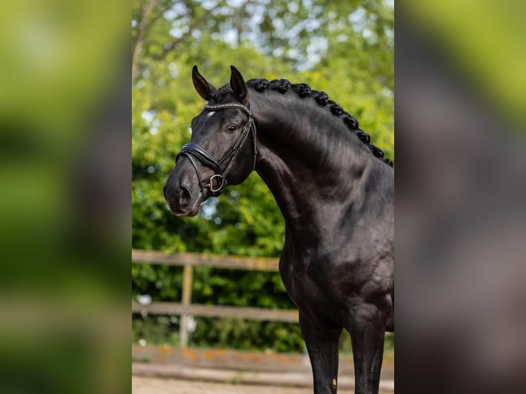 PRE Hengst 3 Jaar 166 cm Zwart in Sm