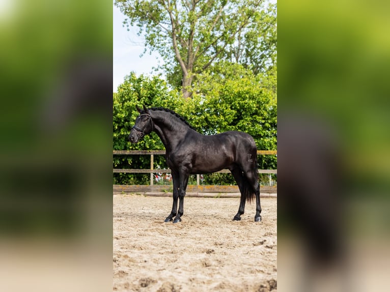 PRE Hengst 3 Jaar 166 cm Zwart in Sm