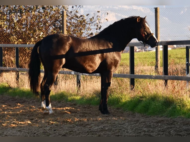 PRE Mix Hengst 3 Jaar 166 cm Zwart in Provinz Malaga