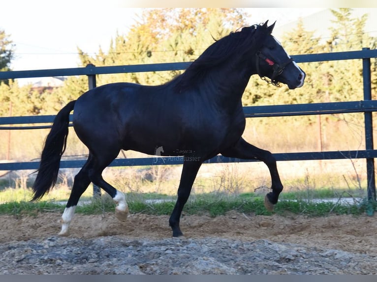 PRE Mix Hengst 3 Jaar 166 cm Zwart in Provinz Malaga