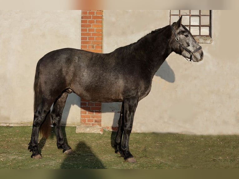 PRE Mix Hengst 3 Jaar 166 cm Zwartschimmel in Teldau