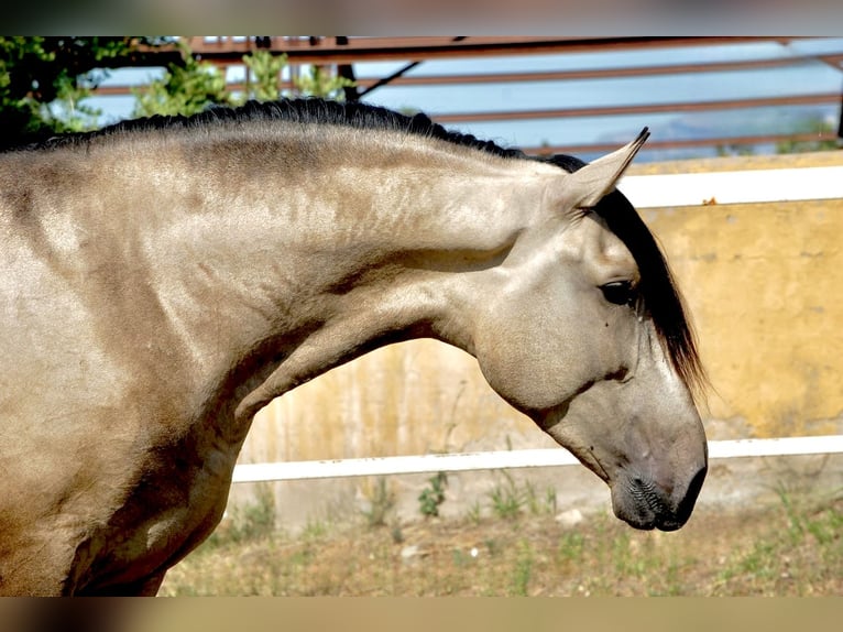 PRE Hengst 3 Jaar 167 cm Buckskin in Tarragona