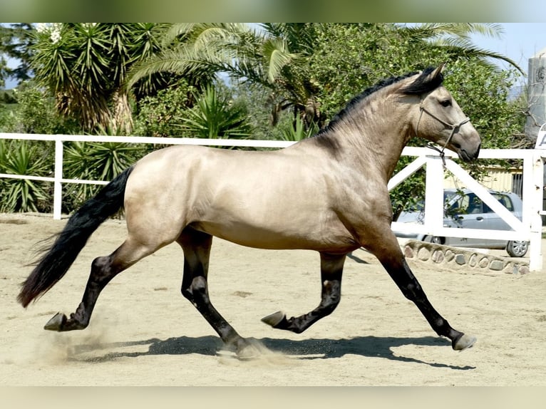 PRE Hengst 3 Jaar 167 cm Buckskin in Tarragona