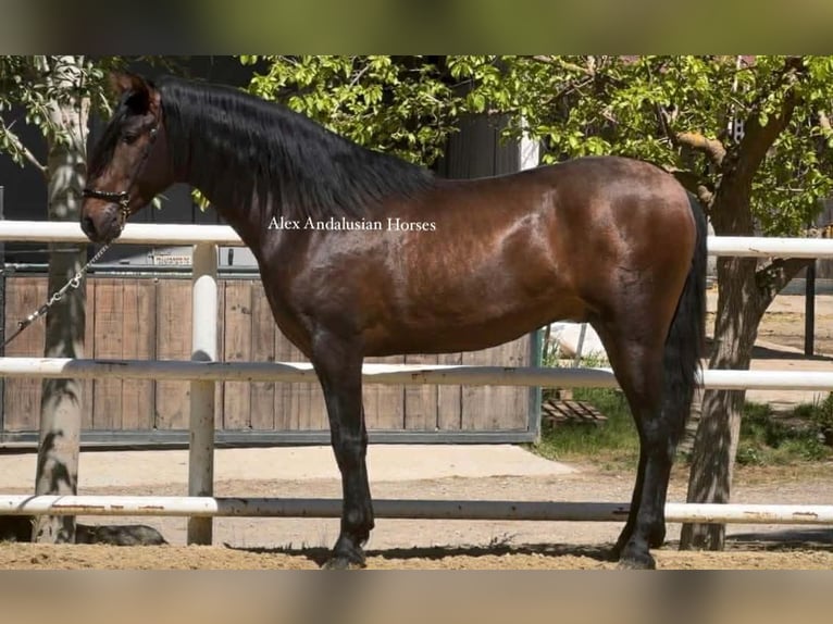 PRE Mix Hengst 3 Jaar 167 cm Donkerbruin in Sevilla