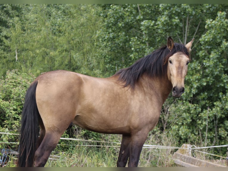 PRE Hengst 3 Jaar 167 cm Falbe in Villamor de Órbigo