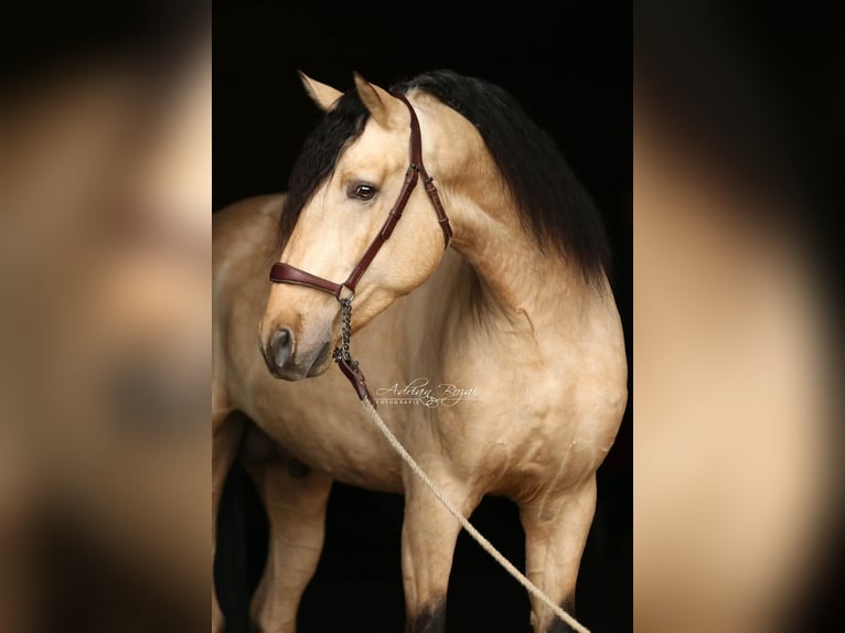 PRE Mix Hengst 3 Jaar 167 cm Falbe in Sigmarszell