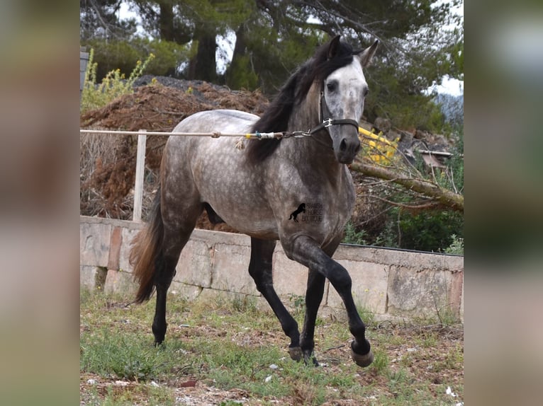 PRE Hengst 3 Jaar 167 cm Falbe in Mallorca