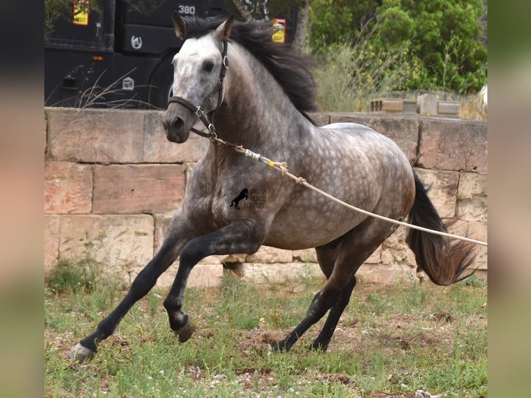 PRE Hengst 3 Jaar 167 cm Falbe in Mallorca