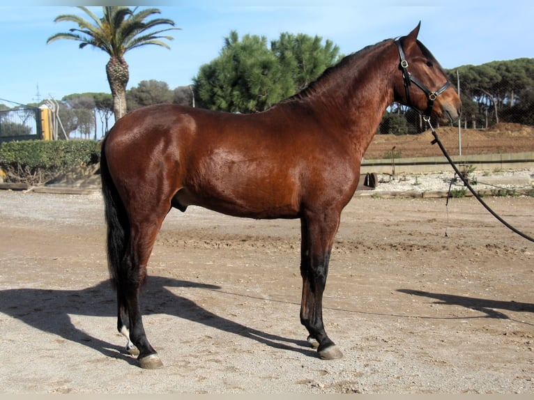 PRE Mix Hengst 3 Jaar 167 cm Roodbruin in Hamburg