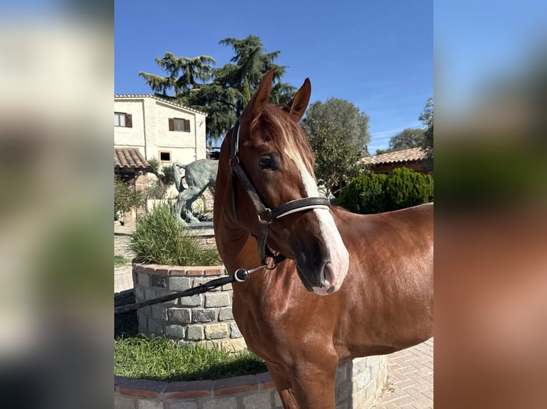 PRE Mix Hengst 3 Jaar 167 cm Roodvos in Barcelona
