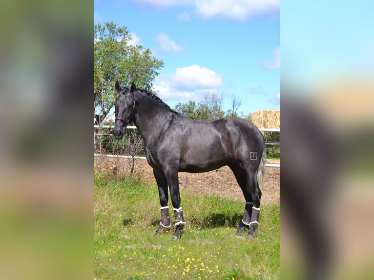 PRE Hengst 3 Jaar 167 cm Schimmel in El Tiemblo