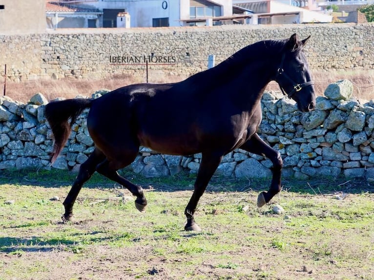 PRE Mix Hengst 3 Jaar 167 cm Zwart in Navas Del Madro&#xF1;o