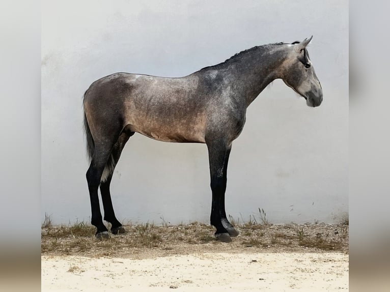 PRE Mix Hengst 3 Jaar 168 cm Appelschimmel in Sevilla