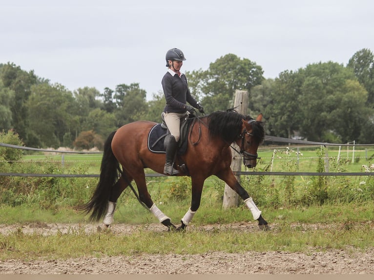PRE Hengst 3 Jaar 168 cm Bruin in Wremen