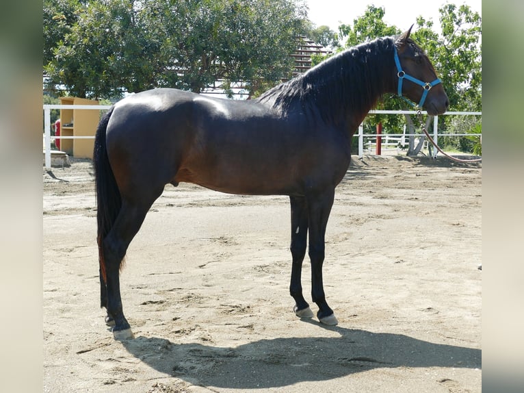 PRE Hengst 3 Jaar 168 cm Donkerbruin in Gandesa