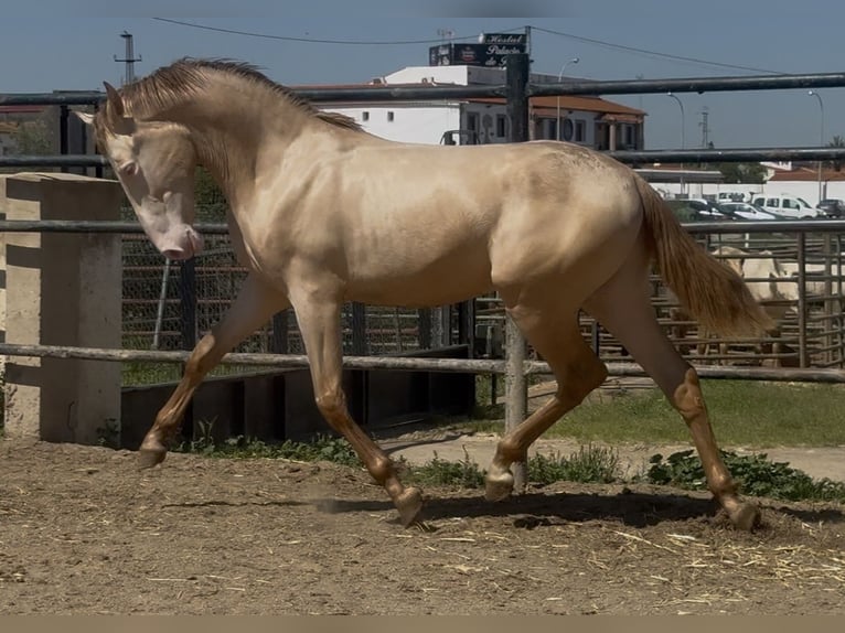 PRE Mix Hengst 3 Jaar 168 cm Perlino in Santa Marta