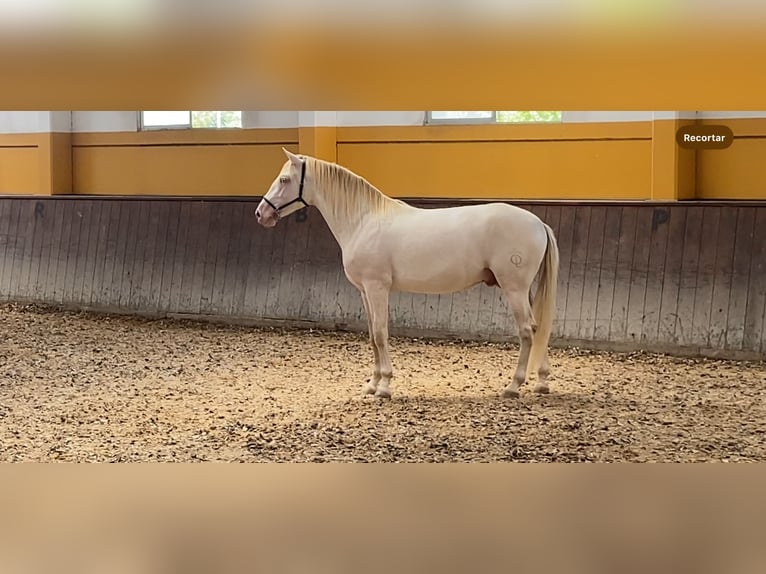 PRE Hengst 3 Jaar 168 cm Perlino in Camarma de esteruelas