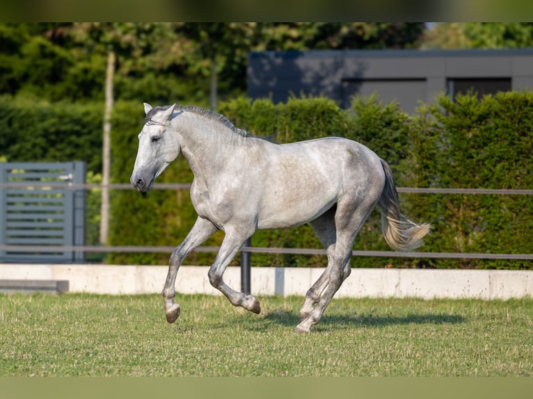 PRE Mix Hengst 3 Jaar 168 cm Schimmel in Minden