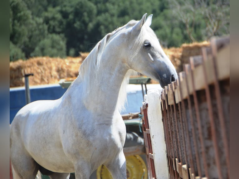 PRE Mix Hengst 3 Jaar 168 cm Schimmel in Vejer de la Frontera