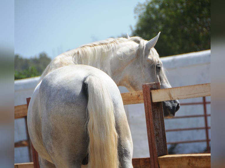 PRE Mix Hengst 3 Jaar 168 cm Schimmel in Vejer de la Frontera