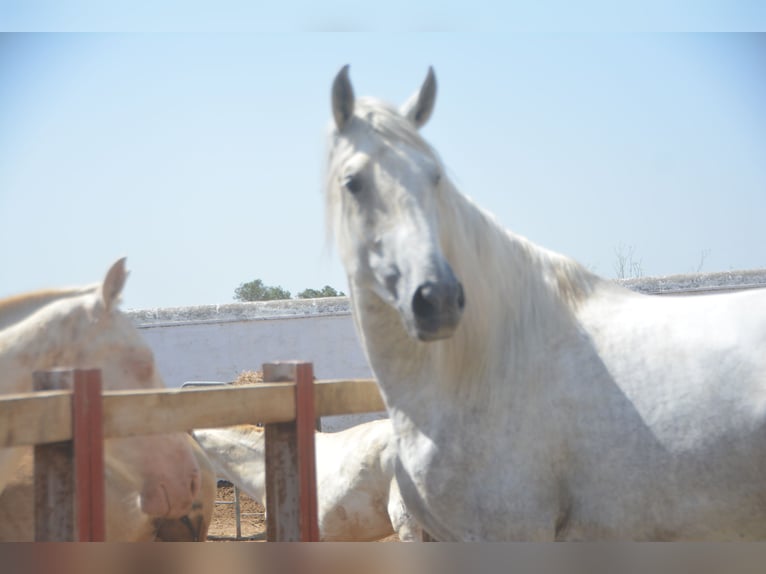 PRE Mix Hengst 3 Jaar 168 cm Schimmel in Vejer de la Frontera