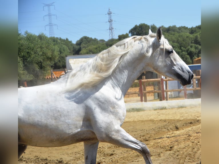 PRE Mix Hengst 3 Jaar 168 cm Schimmel in Vejer de la Frontera