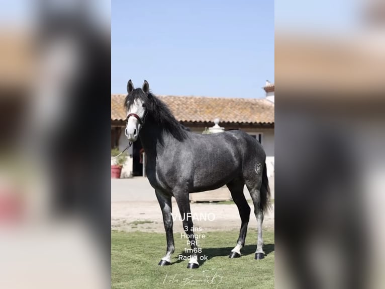 PRE Hengst 3 Jaar 168 cm Schimmel in Courfoux