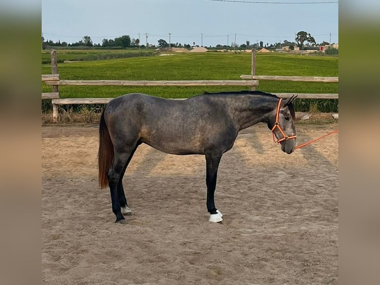 PRE Hengst 3 Jaar 168 cm Schimmel in Deltebre