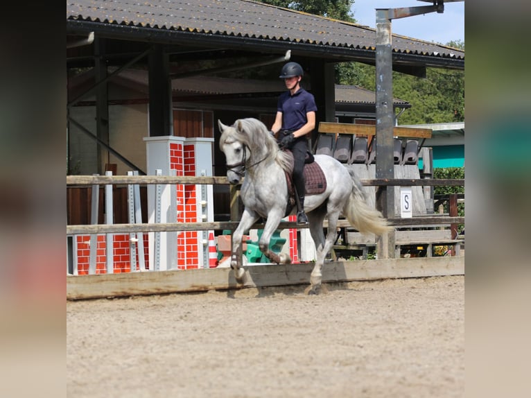 PRE Mix Hengst 3 Jaar 168 cm Schimmel in Heemskerk