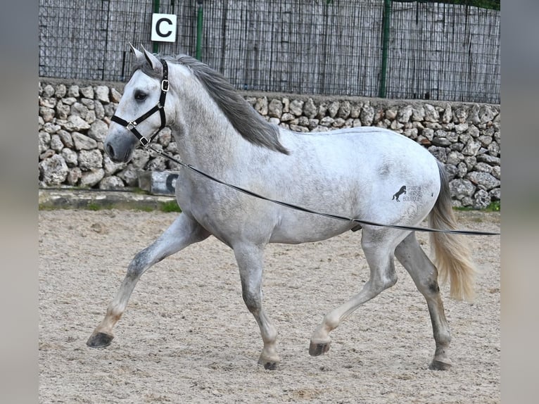 PRE Hengst 3 Jaar 168 cm Schimmel in Menorca